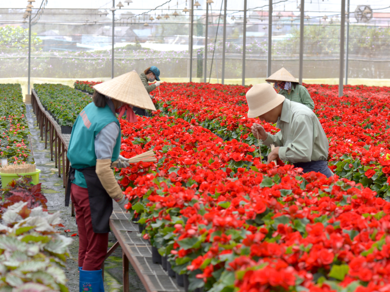 Dalat Hasfarm và nông nghiệp bền vững