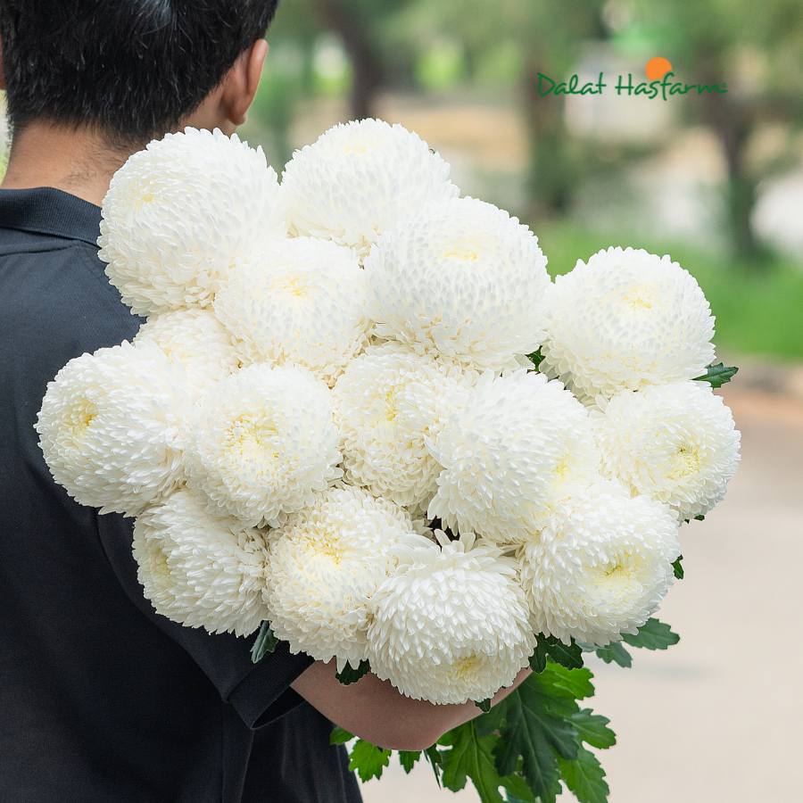 Cập Bến Cúc Mẫu Đơn Trắng Tinh Khôi Tại Dalat Hasfarm