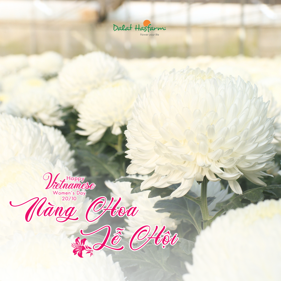 Cúc Mẫu Đơn – Nàng Hoa Tỏa Sắc Mùa Lễ Hội