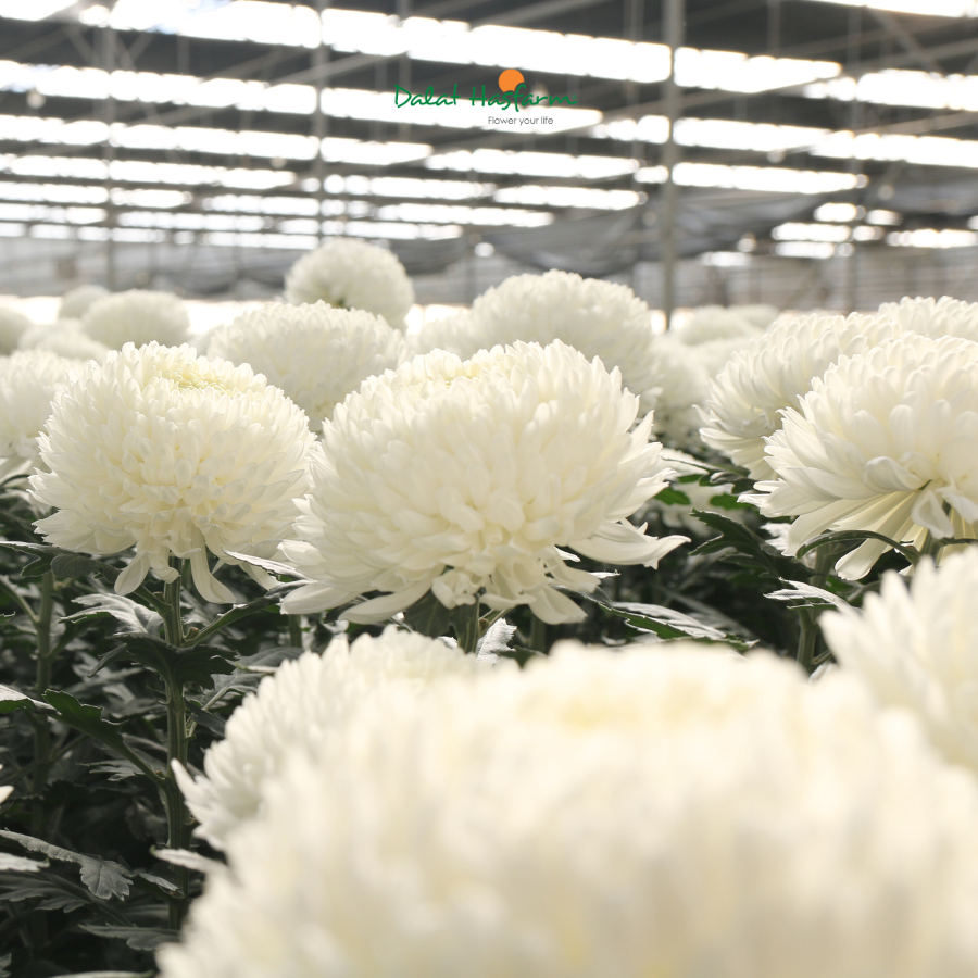 Cúc Mẫu Đơn - Dáng Hoa Tròn Đầy Được Ưu Ái Trong Mùa Lễ