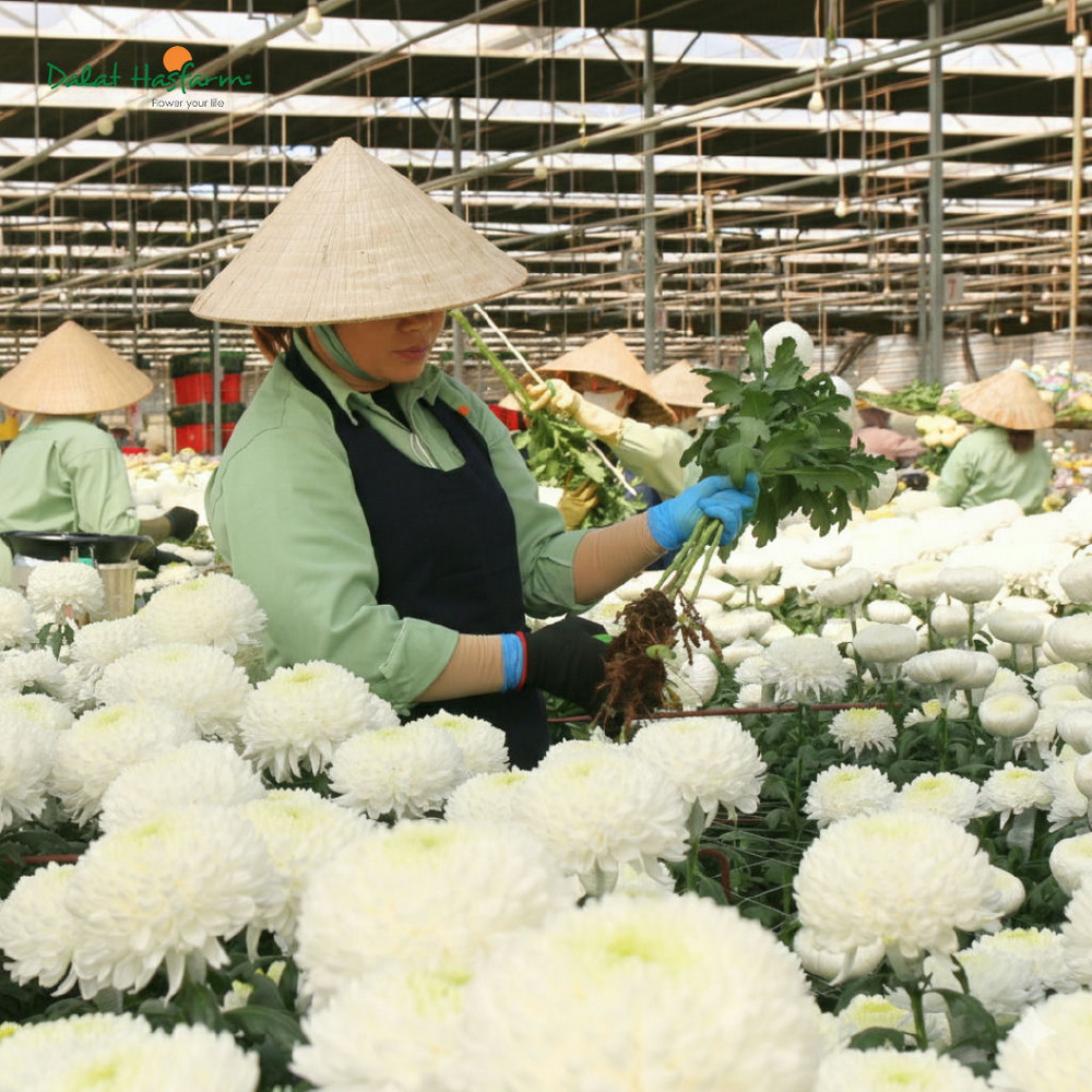 Cúc Magnum - Dòng Hoa Không Thể Thiếu Cho Mùa Tết 2026