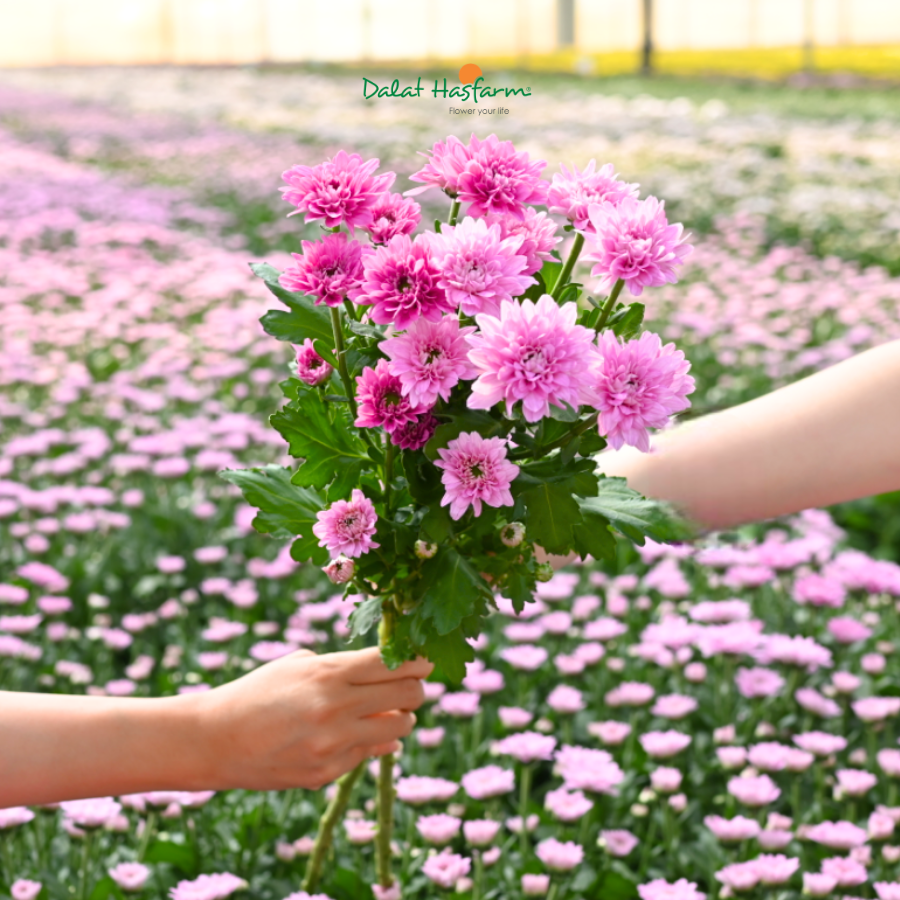 Powaru Dalat Hasfarm - Sắc Màu Ngọt Ngào Cho Danh Mục Cúc Nhánh Mùa Này