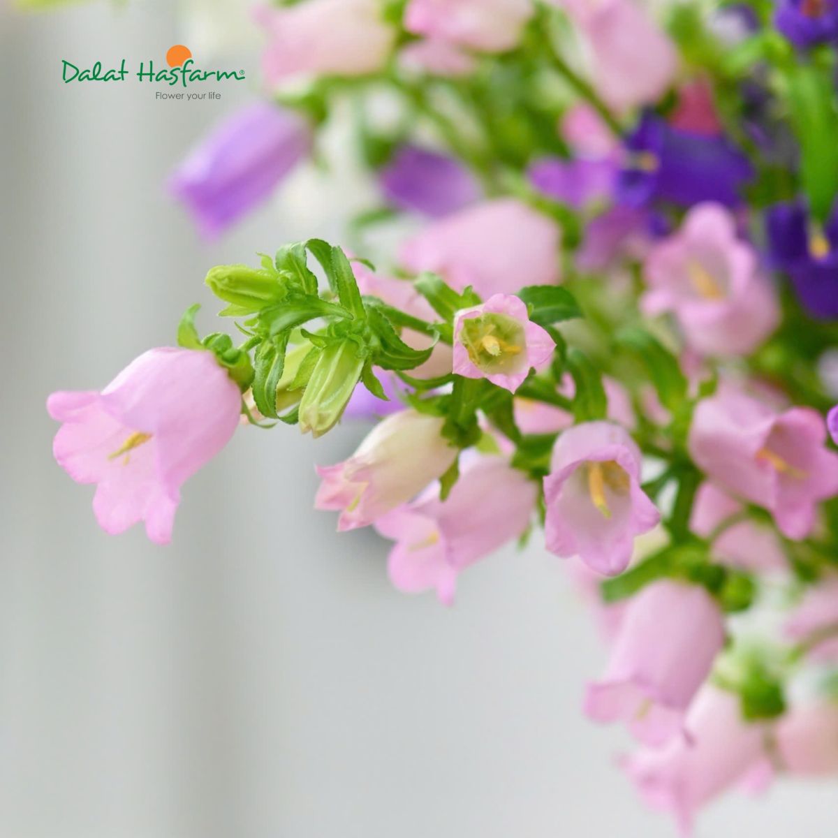 Rung Rinh Trước Vẻ Đẹp Của Hoa Chuông Dalat Hasfarm