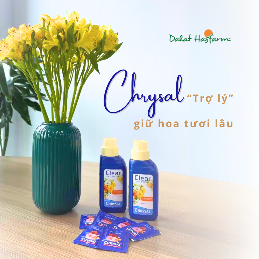 Chrysal – “Trợ Lý” Giữ Hoa Tươi Lâu Mà Khách Hàng Nào Cũng Phải Có!