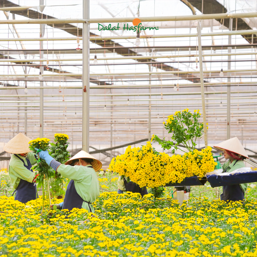 Hoa Tươi Dalat Hasfarm Được Trồng Và Thu Hoạch Như Thế Nào?
