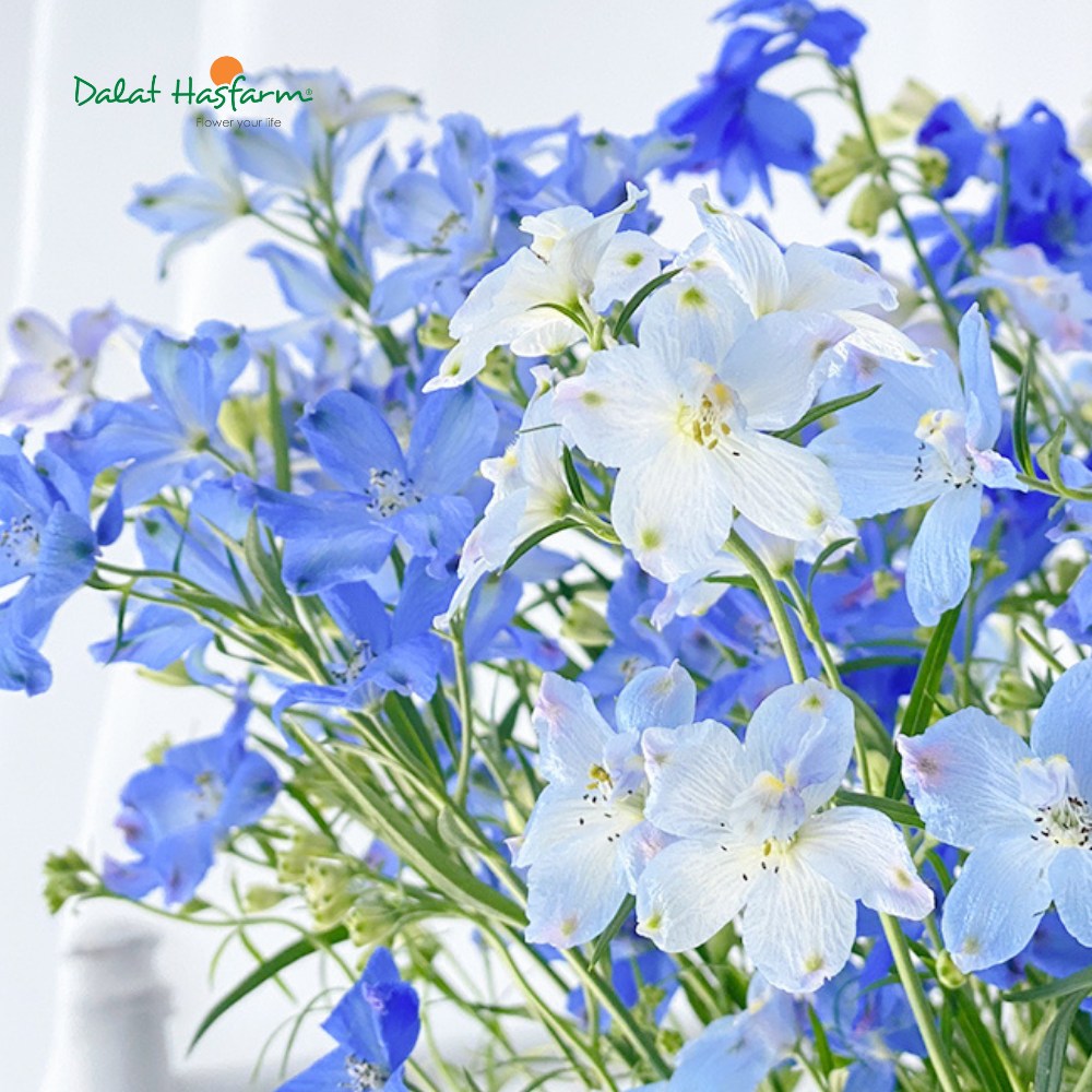 Delphinium (Hoa Phi Yến) - Sắc Hoa Thanh Thoát Kiêu Kỳ
