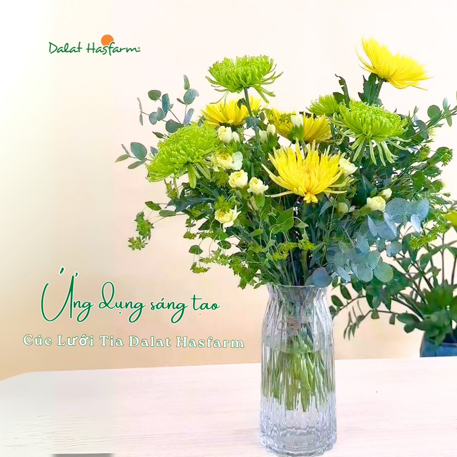 Ứng Dụng Sáng Tạo Với Cúc Lưới Tia Dalat Hasfarm