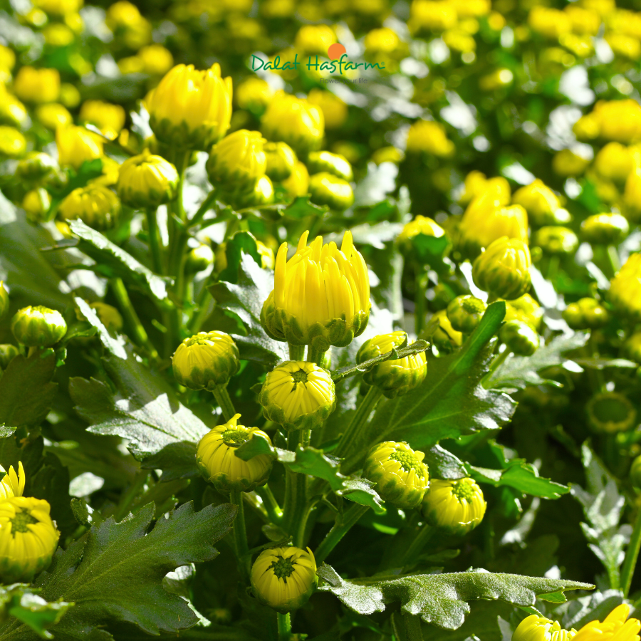 Cúc Chậu Dalat Hasfarm - Mặt Hàng Thiết Yếu Khi Dâng Lễ