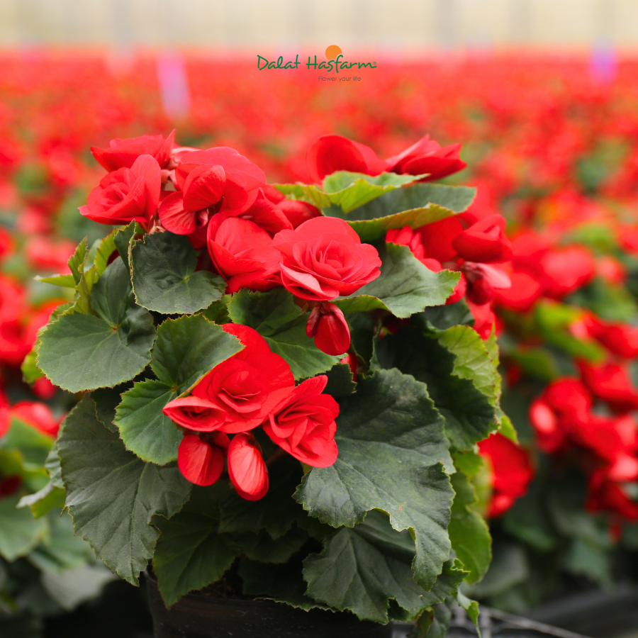 Tết Sắp Đến! Chọn Hoa Chậu Nào Để Kinh Doanh?