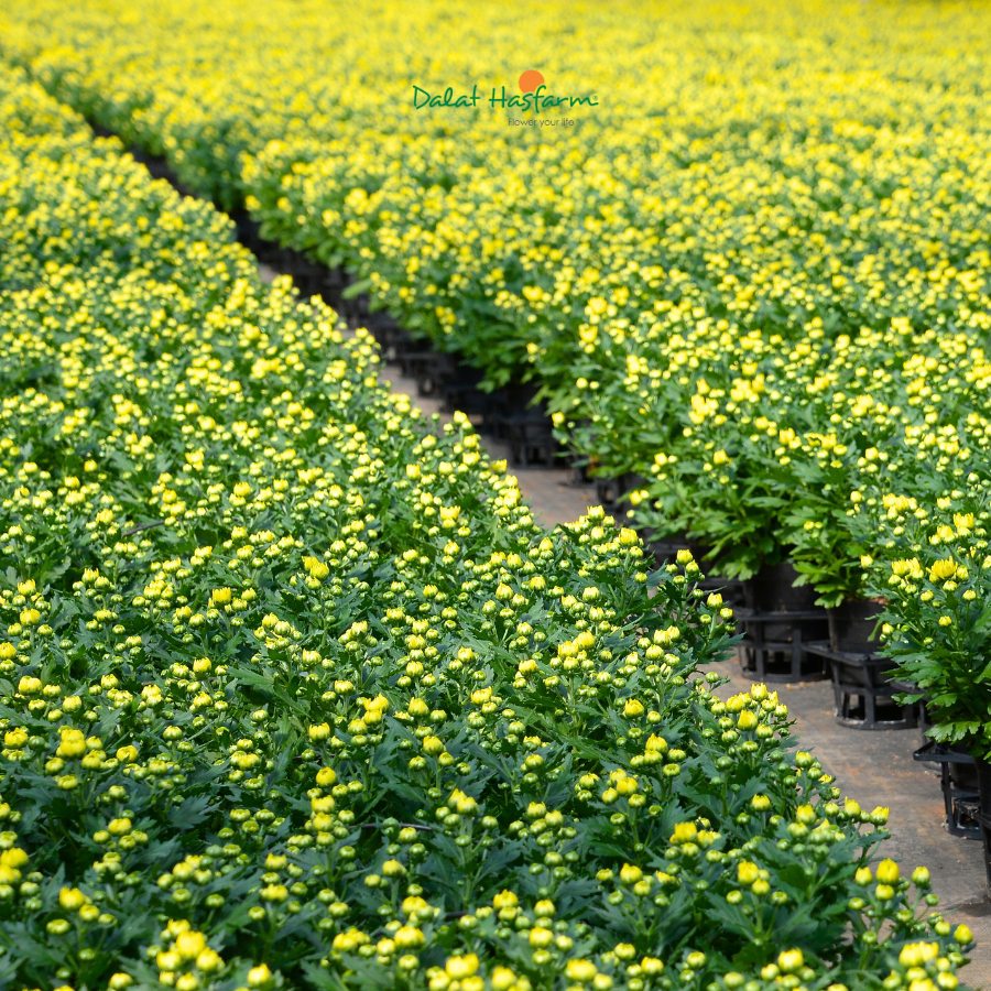 Cúc Chậu - Giải Pháp Vững Vàng Cho Nguồn Hàng Mùa Cao Điểm