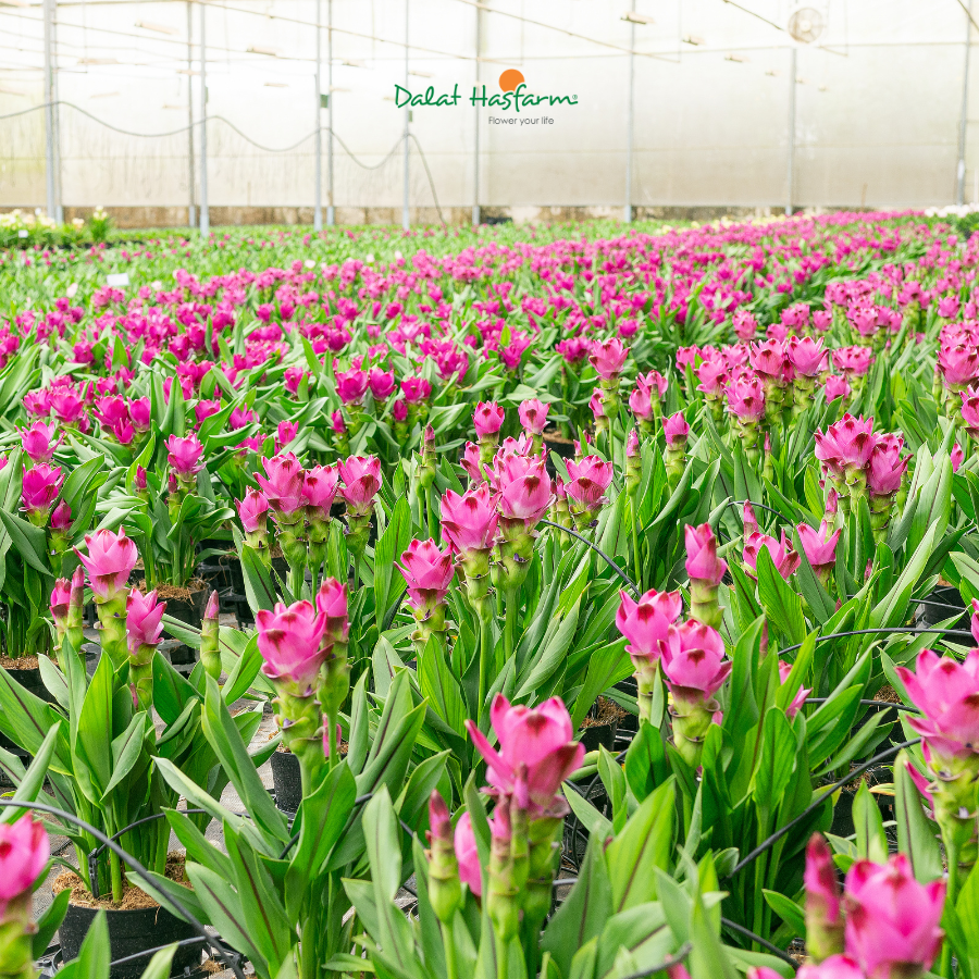 Khương Hoàng Hoa - Sắc Hoa Mới Mẻ Cho Không Gian Hoa Chậu