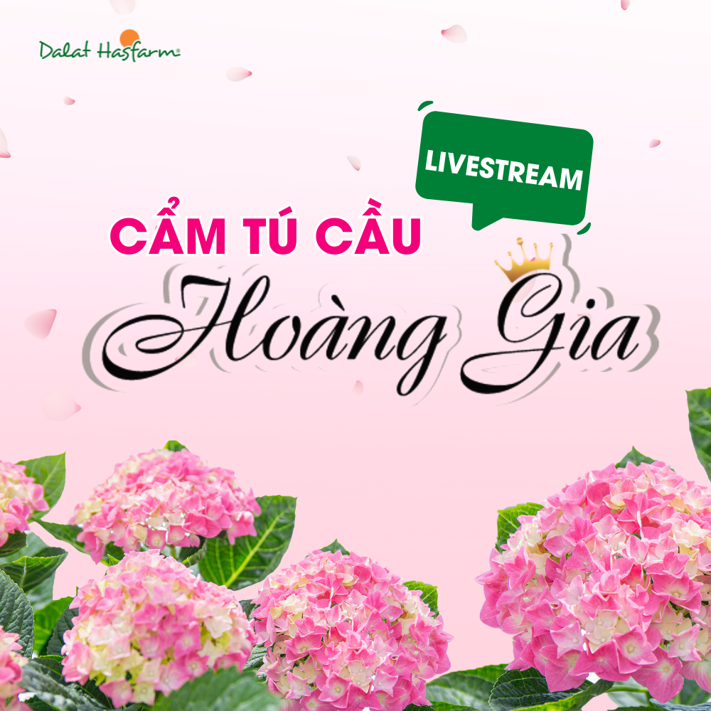 [LIVESTREAM ĐẶC BIỆT TẠI FARM] - CẨM TÚ CẦU HOÀNG GIA DALAT HASFARM