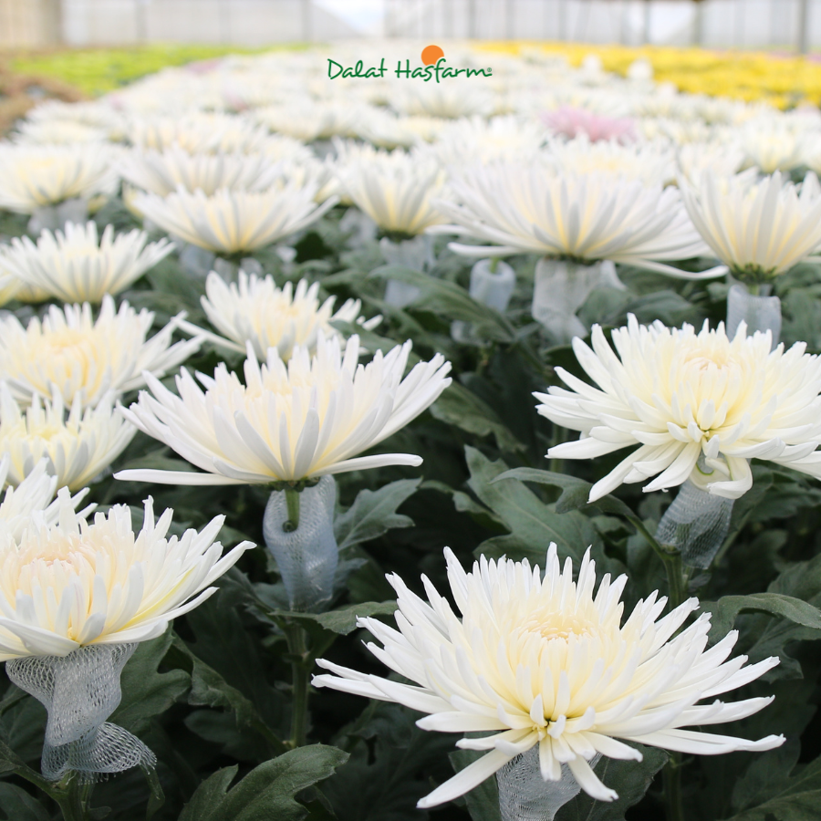 Gợi Ý Hoa Cúc Dalat Hasfarm Cho Mùa Phật Đản – Vẻ Đẹp Trọn Tâm Thành
