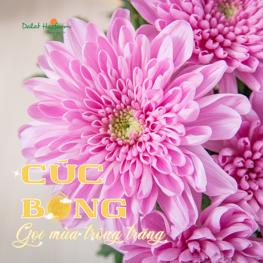 Cúc Bông Dâng Lễ - Gọi Mùa Trông Trăng
