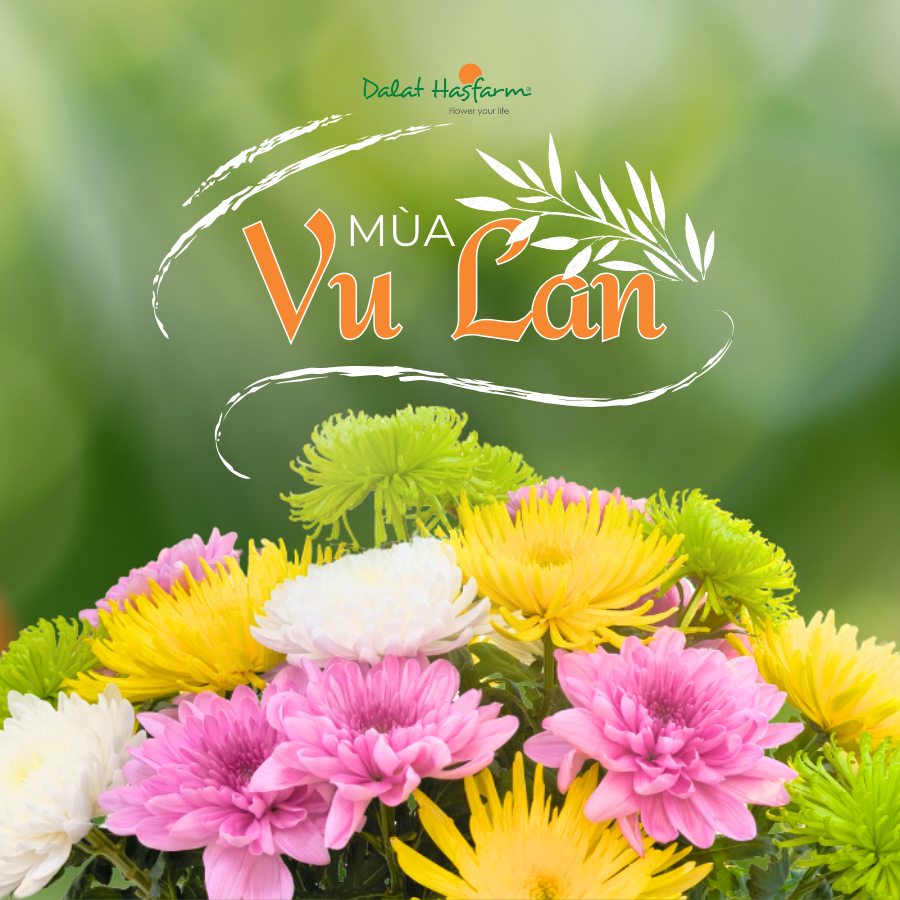 Sắc Hoa Mùa Vu Lan Có Gì?