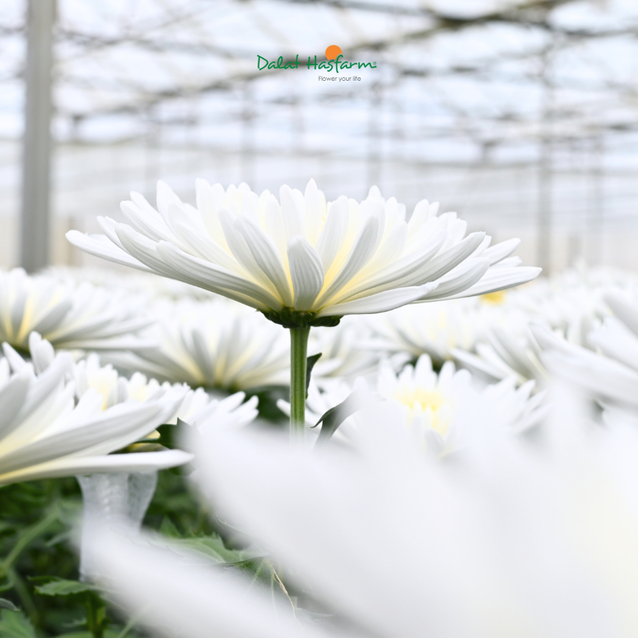 Topspin - Khi Cúc Lưới Trắng 
