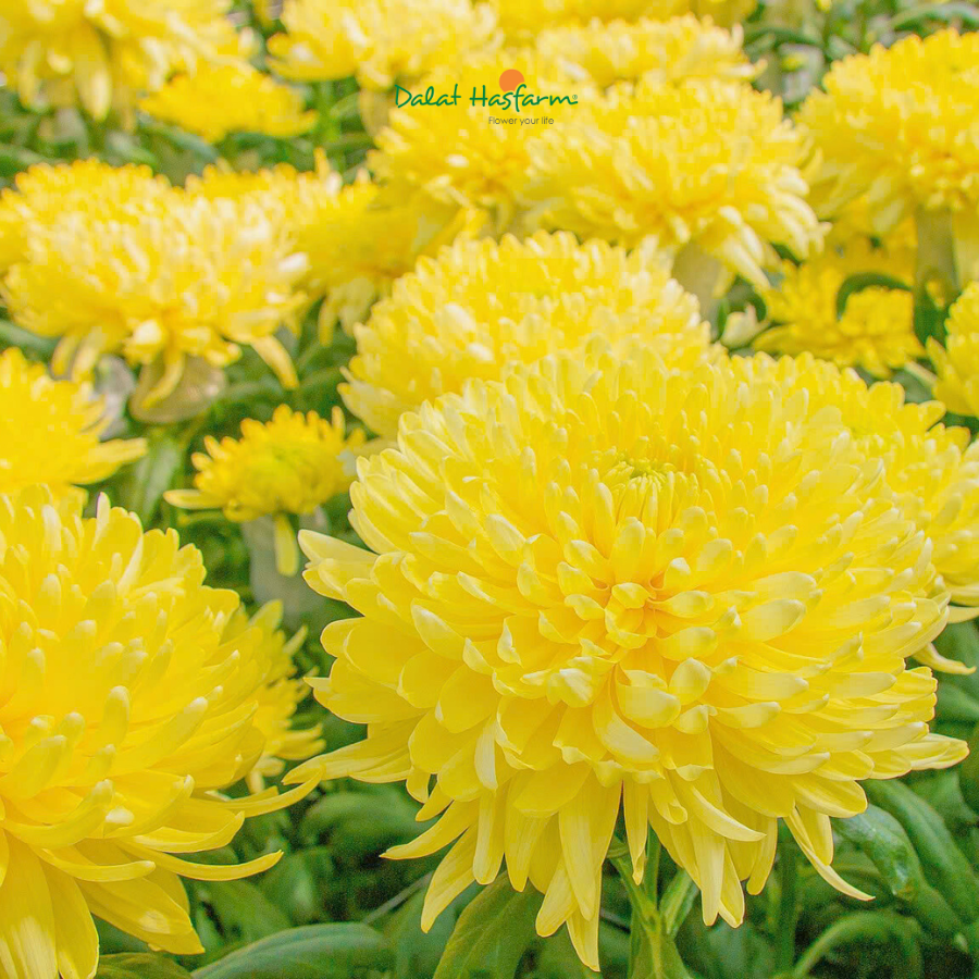 Vì Sao Nên Lên Kế Hoạch Nhập Hoa Mùa Tết Ngay Từ Bây Giờ?