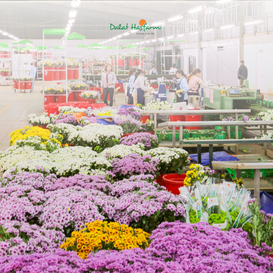 Nguồn Hoa Đẹp Từ Dalat Hasfarm - Lễ Này Không Lo Thiếu