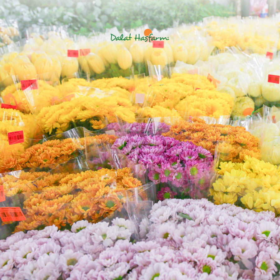 Kinh Doanh Hoa Không Khó, Đã Có Hoa Dalat Hasfarm!