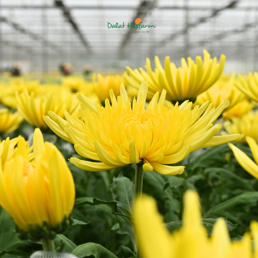 Cúc Lưới Vàng Tia - Sắc Hoa Quốc Dân Ngày Dâng Lễ