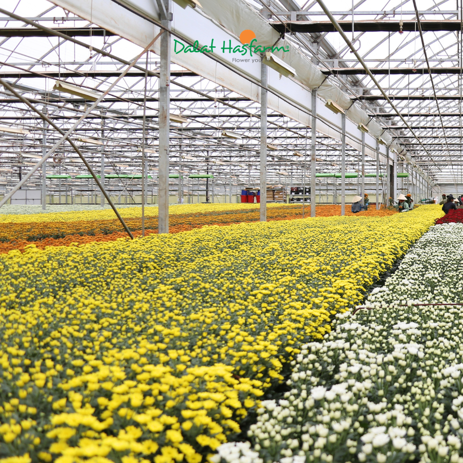 Tháng 6 Gọi Tên Hoa Cành Nào?