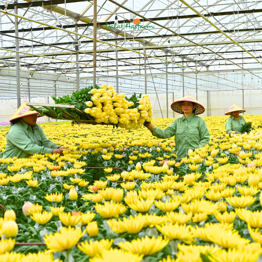 Gợi Ý Danh Mục Hoa Phải Có Cho Mùa Kinh Doanh Tết Sắp Đến