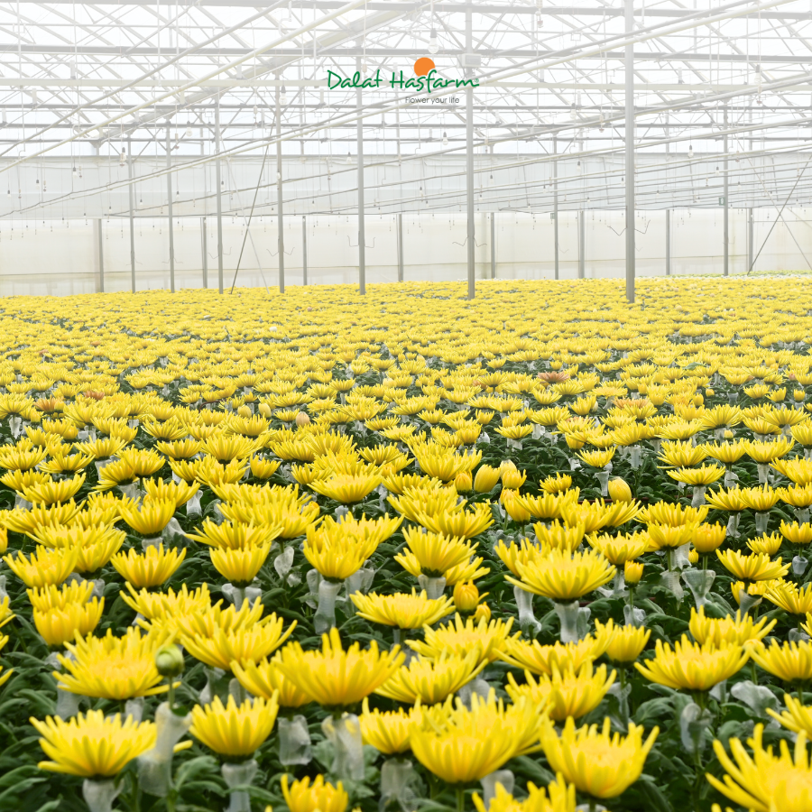 Ba Dòng Hoa Cúc Vàng Mà Khách Hàng Nên Duy Trì Nhập Thường Xuyên