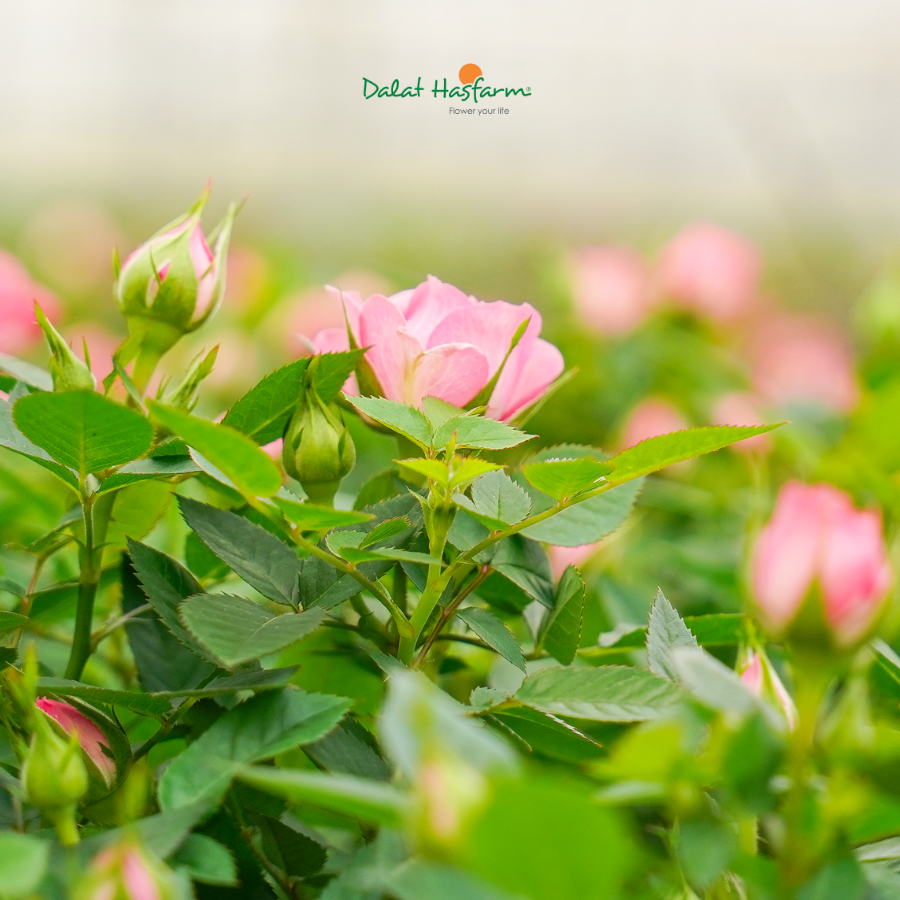 Kinh Doanh Quà Tặng Hoa Tươi Gọi Tên Hồng Chậu Dalat Hasfarm