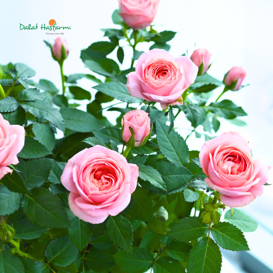 Xu Hướng Hoa Chậu Kinh Doanh Dịp Lễ 8/3