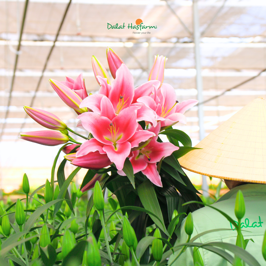 Thu Hút Kinh Doanh Với Vẻ Đẹp Kiêu Sa Từ Lily Dalat Hasfarm