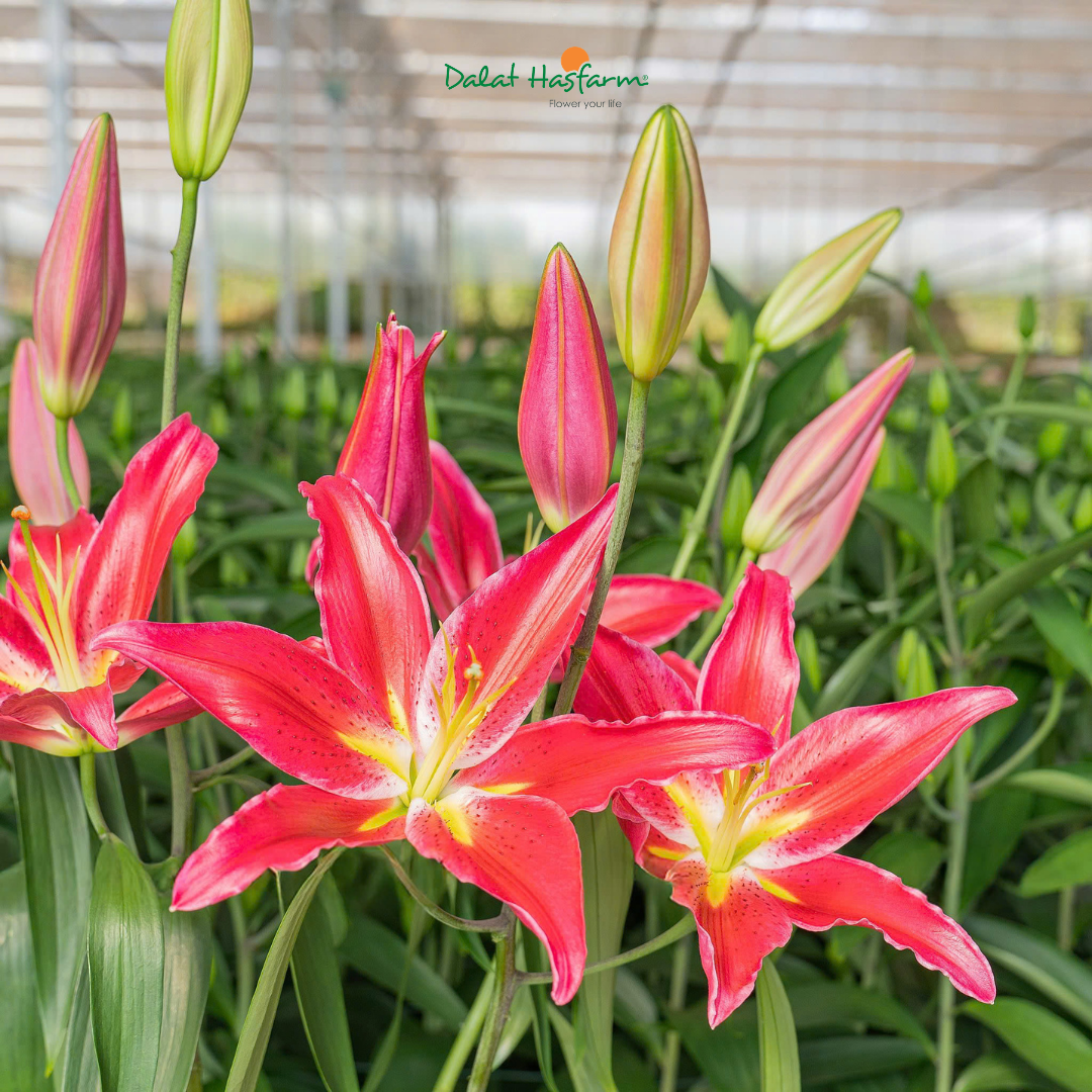 Lily Ori Bacardi – Sắc Đỏ Nổi Bật, Dễ Dàng Chinh Phục Khách Hàng