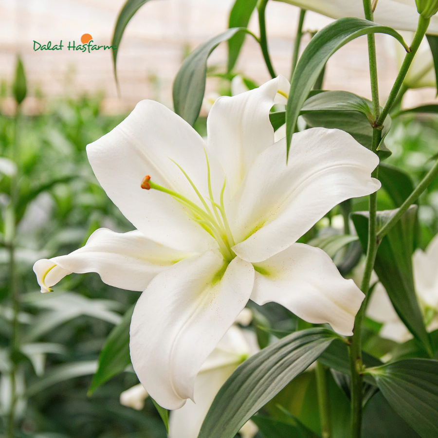 Tăng Hiệu Quả Thiết Kế Hoa Kinh Doanh Với Dòng Lily Dalat Hasfarm