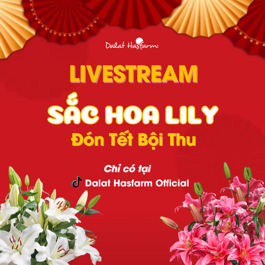 [LIVESTREAM TRỰC TIẾP TRÊN FARM] KHÁM PHÁ SẮC HOA LILY - ĐÓN TẾT BỘI THU