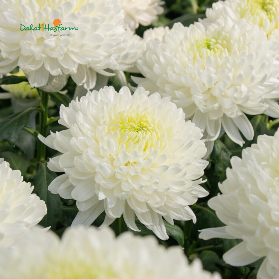 Magnum Trắng - Hoa Xịn Form To: Ai Cũng Thích