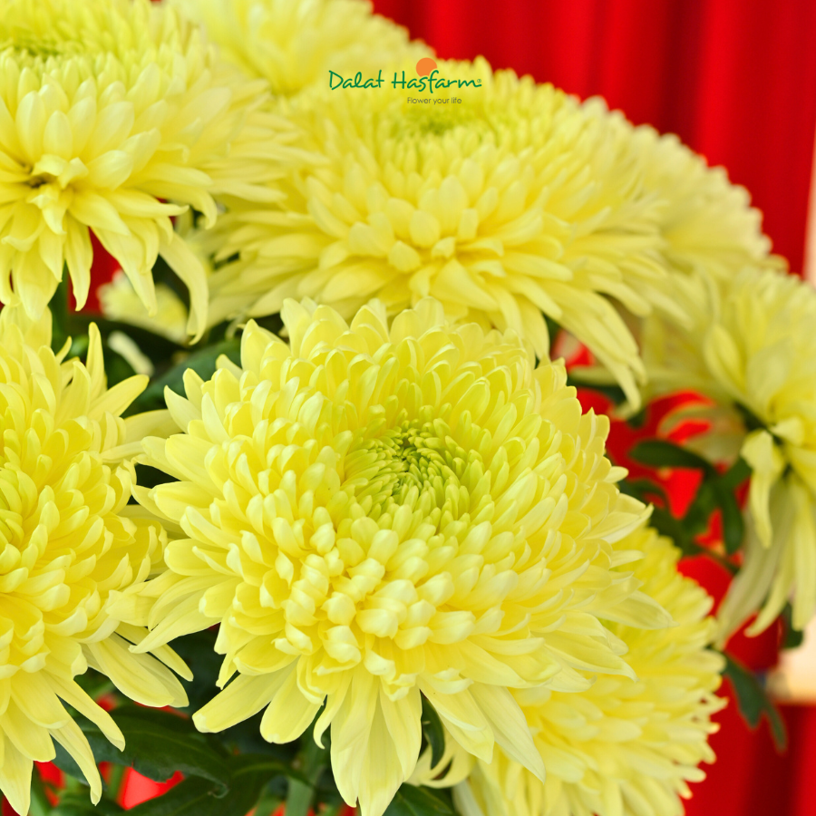 Trọn Vẹn Rằm Tháng Chạp Với Cúc Magnum Dalat Hasfarm