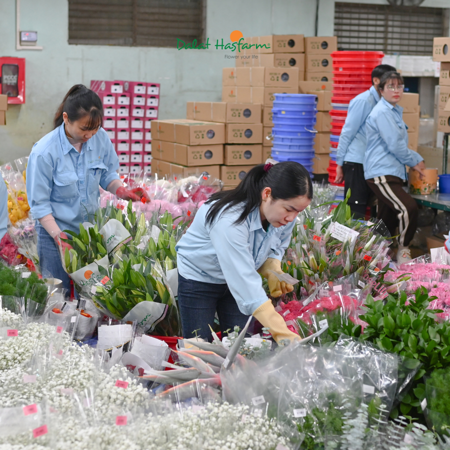 Tết Đang Về  - Rộn Ràng Không Khí Chuẩn Bị Đơn Hàng Tại Dalat Hasfarm