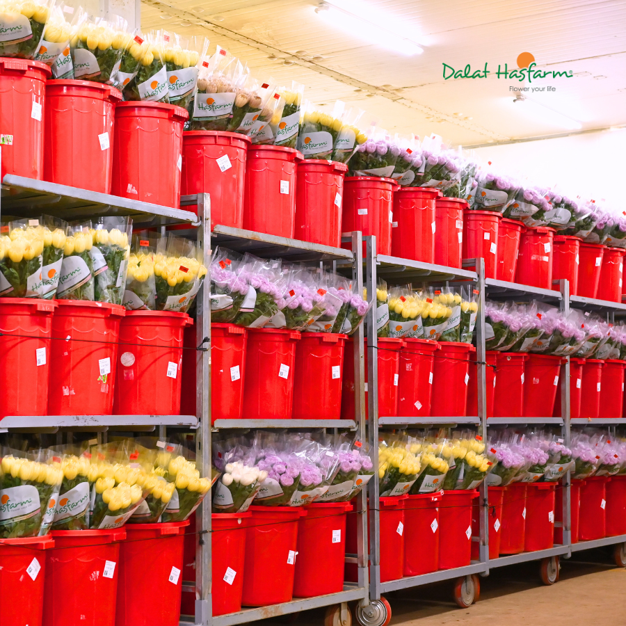 Cao Điểm Mùa Hoa Kinh Doanh Tết Bính Ngọ