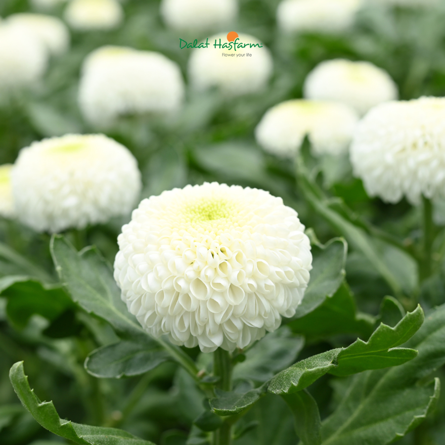 Mở Ra Thế Giới Tạo Hình Hoa Tươi Với Cúc Ping Pong Sei Laporta