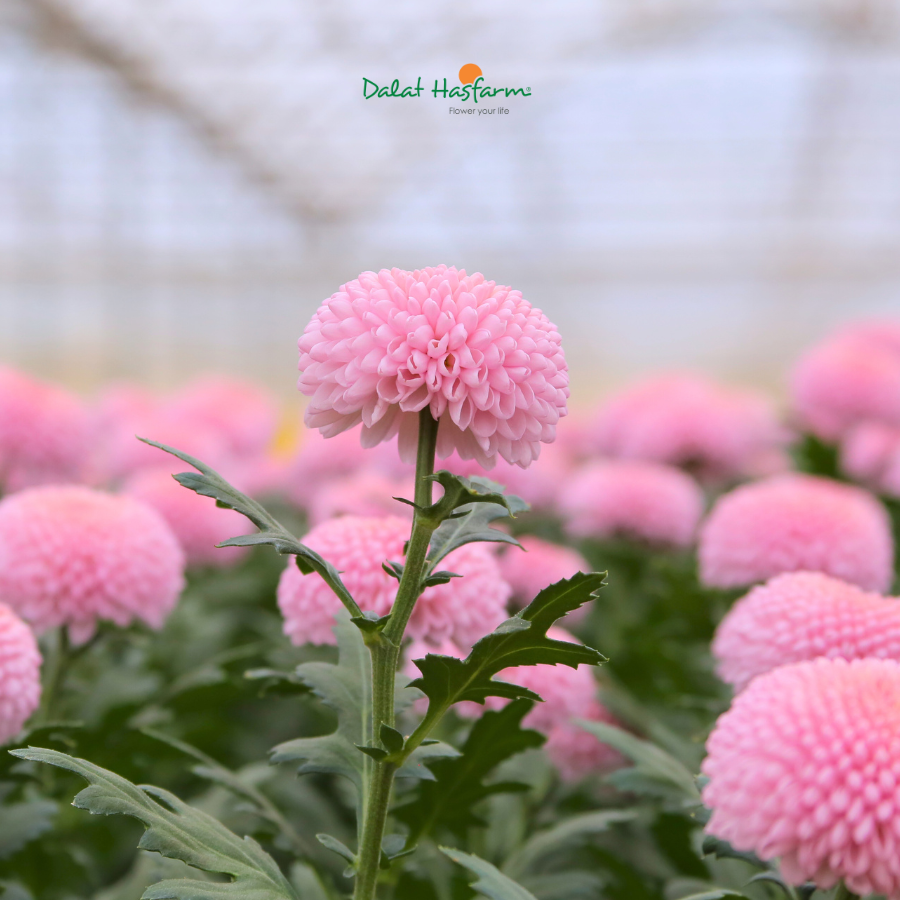 Đây Có Phải Là Sắc Hoa Tròn Đầy Được Thị Trường Yêu Thích?