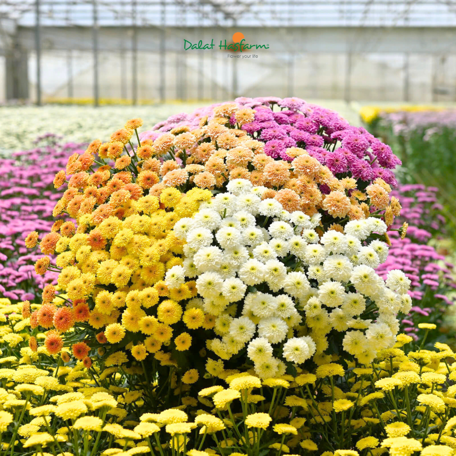 Ghi Điểm Khách Hàng Với Cúc Miller Dalat Hasfarm