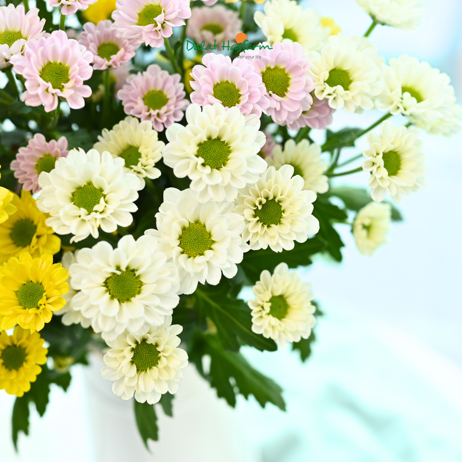 Rực Rỡ Mùa Lễ Hội Cuối Năm Với Rossi Đa Sắc