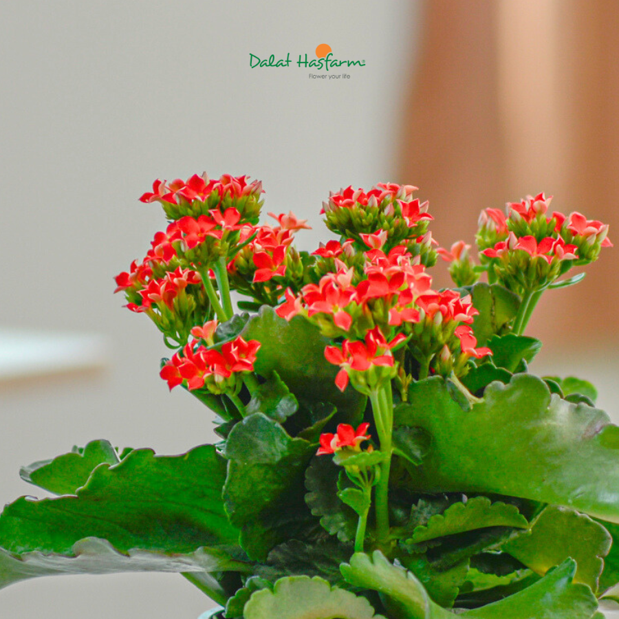 Sống Đời Dalat Hasfarm – Sắc Hoa Kinh Doanh Bền Lâu