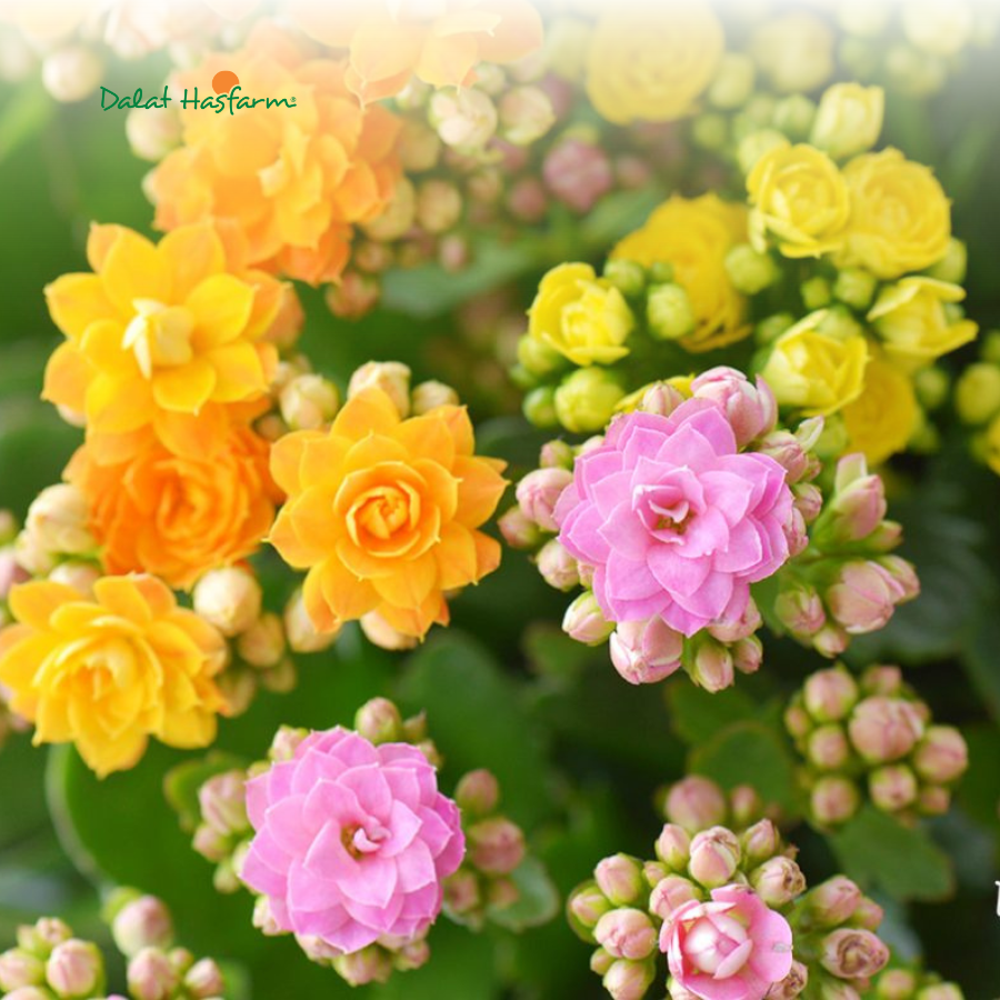 Sống Đời Chậu Dalat Hasfarm – Lựa Chọn Bền Vững Cho Người Kinh Doanh Hoa