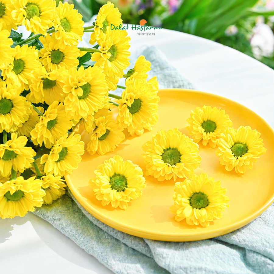 Đa Dạng Sắc Hoa Santini Dalat Hasfarm