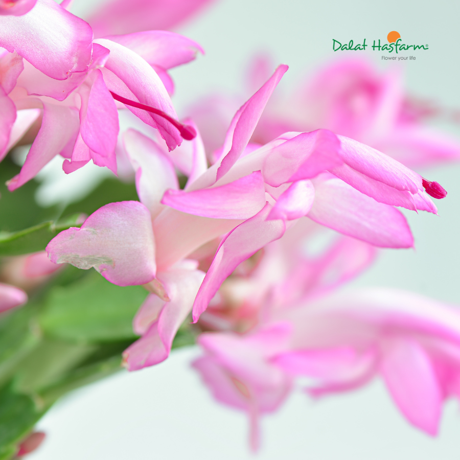 Tiểu Quỳnh (Lan Càng Cua) - Càng Ngắm Càng Mê