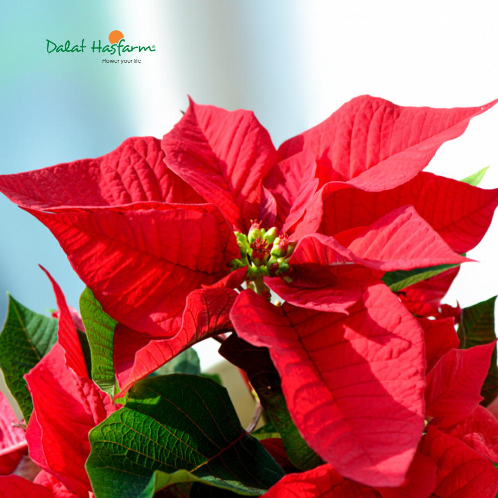 Giữ Trạng Nguyên Tươi Lâu: Những Lưu Ý Ai Cũng Cần Biết