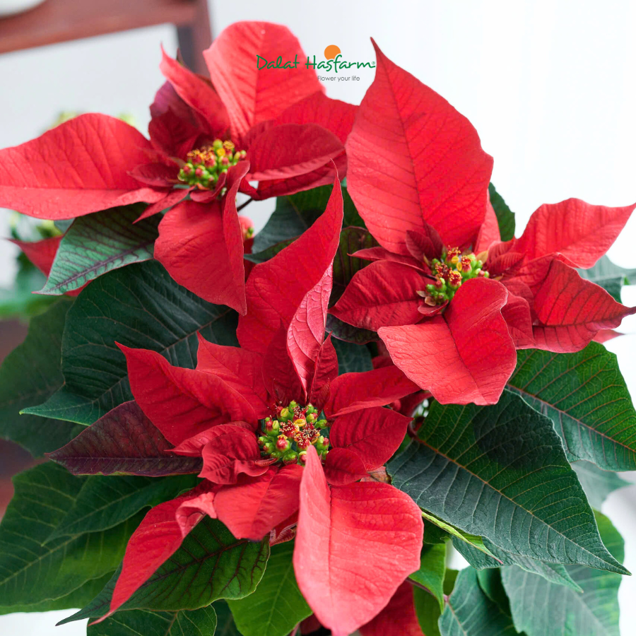 Hoa Trạng Nguyên Chậu Rực Rỡ Sắc Đỏ Mùa Giáng Sinh