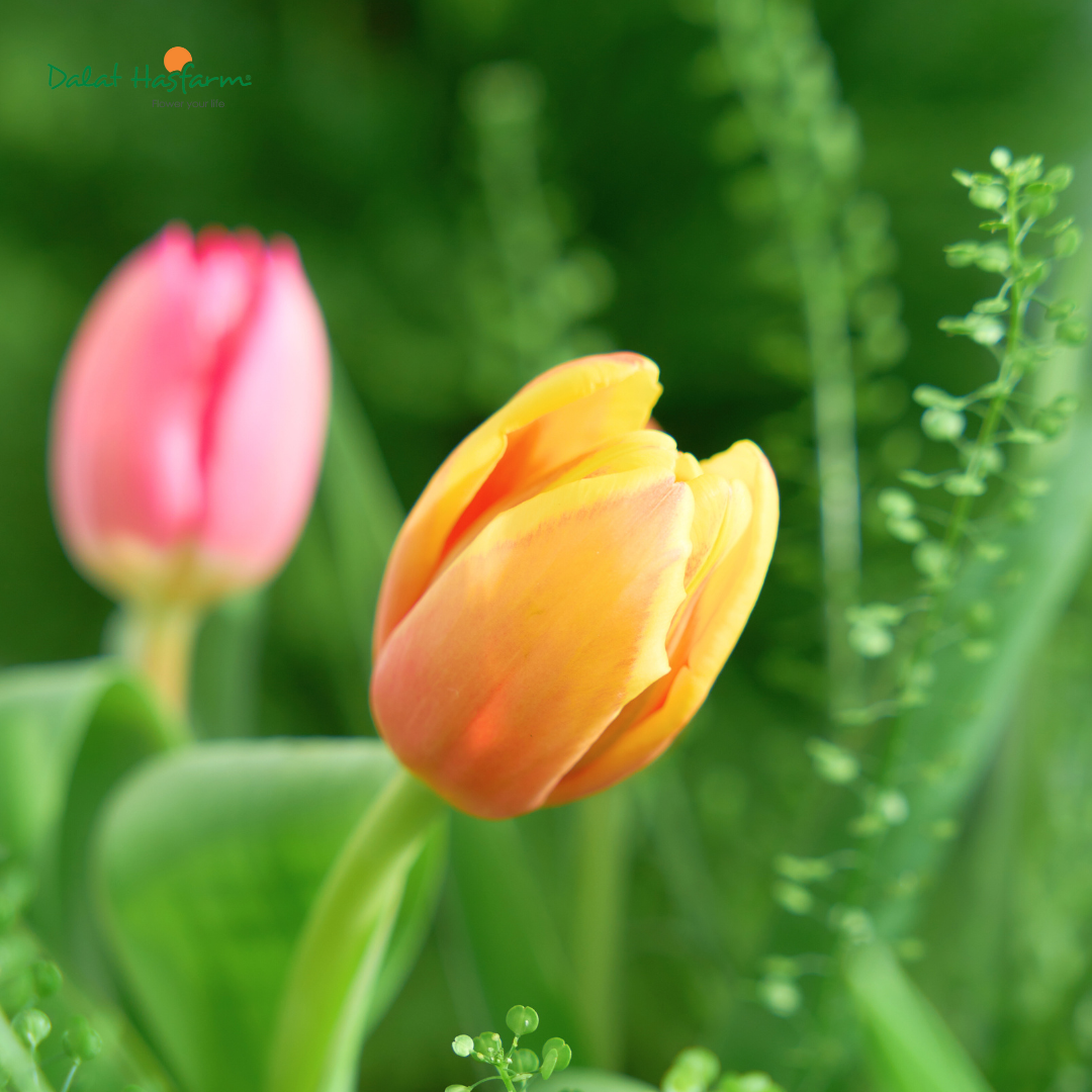 Tulip Nhập Khẩu - Dòng Hoa Không Thể Thiếu Trong Mùa Cao Điểm Cuối Năm