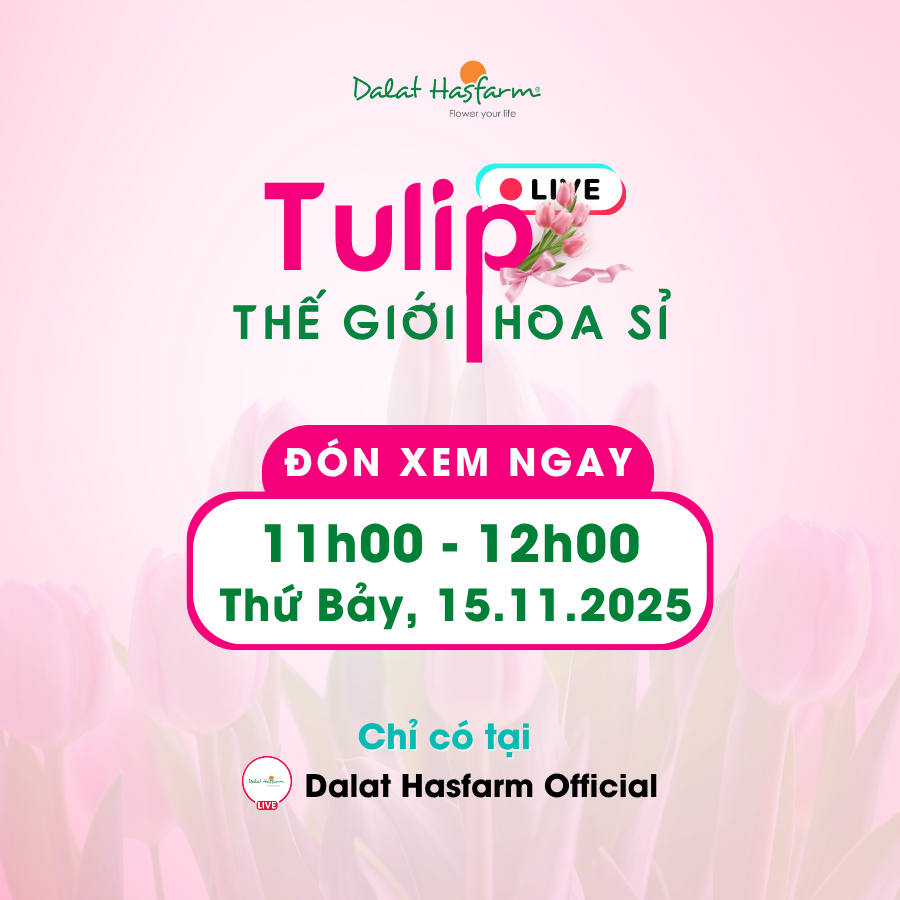 [LIVESTREAM] Sắc Hoa Tulip Cho Mùa Lễ Hội