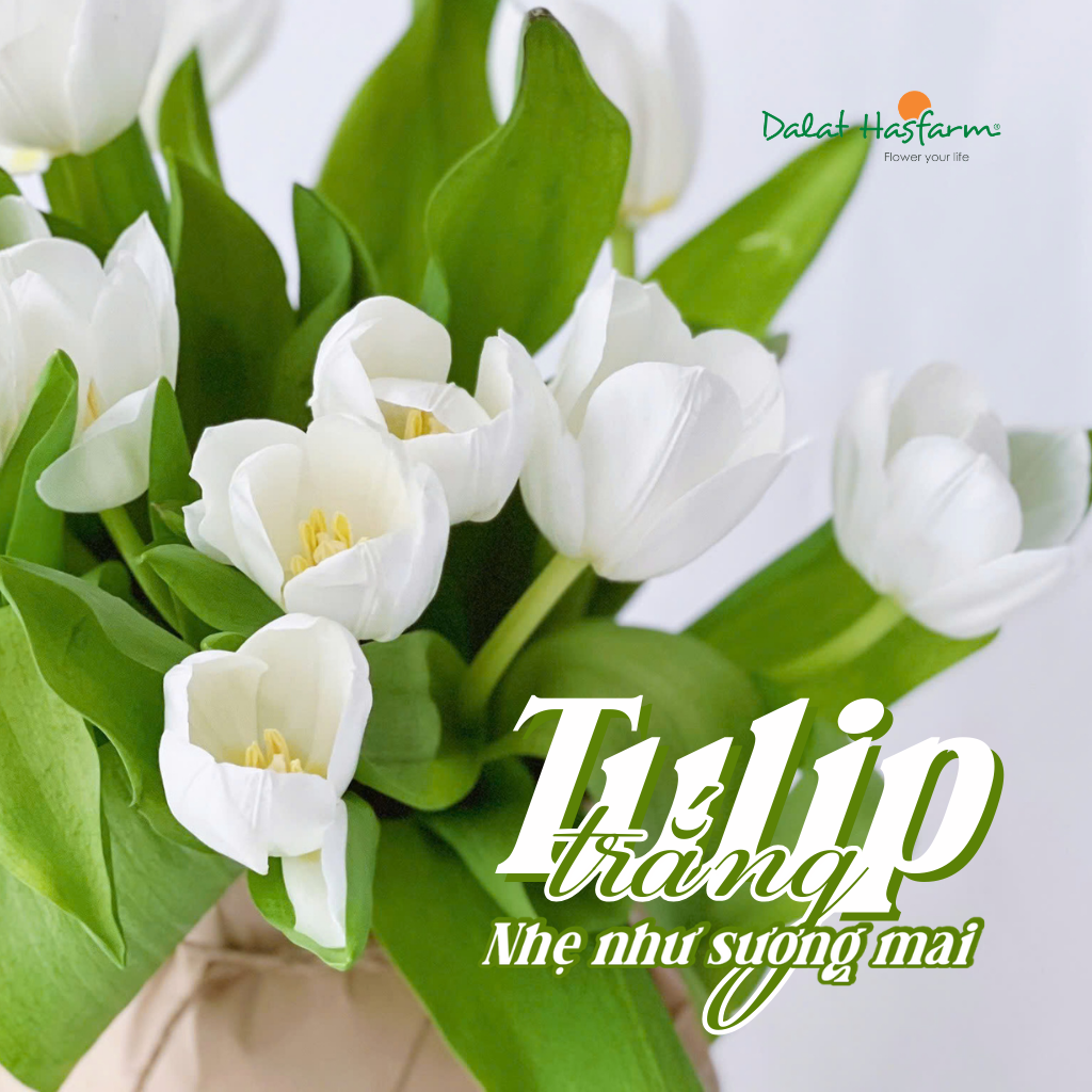 Tulip Trắng Dalat Hasfarm – Vẻ Đẹp Tinh Khôi Dẫn Lối Xu Hướng Kinh Doanh Hoa Tươi